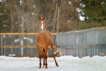 Wall Mural - Domestic red horse running in the snow paddock in winter