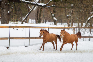 Wall Mural - Domestic red horses running and playing in the snow paddock in winter