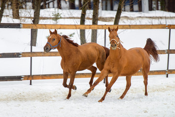 Wall Mural - Domestic red horses running and playing in the snow paddock in winter