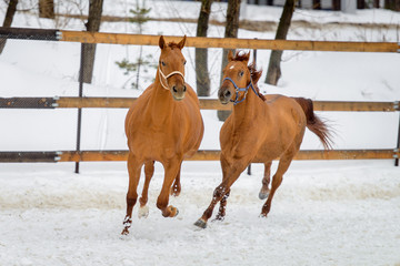 Wall Mural - Domestic red horses running and playing in the snow paddock in winter