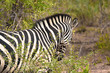 Zebra mit schönem Haarkamm