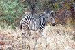 Junges Zebra im Busch in Südafrika