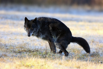 Wall Mural - The northwestern wolf (Canis lupus occidentalis) standing on the road. The wolf (Canis lupus), also known as the grey/gray or timber wolf deferred dung on a meadow.