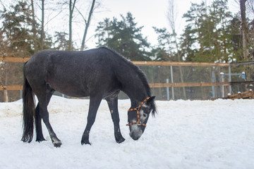 Wall Mural - Domestic gray horse walking in the snow paddock in winter