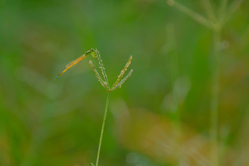 dragonfly on a leaf