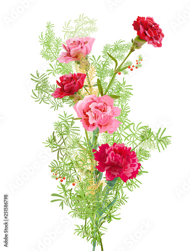 Bouquet of carnation schabaud, pink, white, red flowers, green leaves, twigs ...