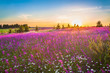 spring landscape with blooming wild flowers in meadow
