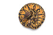 © Dmitry - Snake Ball python isolated on white background