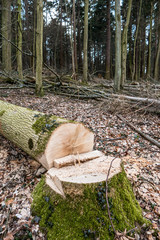 Sticker - Frisch gefällte Buchen