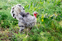 White Pockmarked Turkey In A Garden On A Grass Farm_