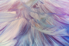 Beautiful Colorful Violet Feather Pattern  Texture Background