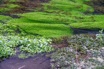 Wall Mural - Beautiful vegetation and leaves over a flowing river