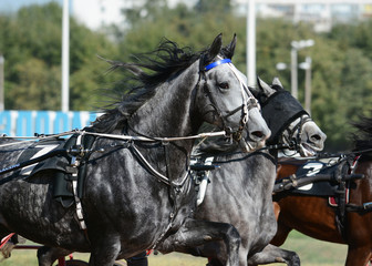 Wall Mural - Potrait of a gray horse trotter breed in motion on hippodrome