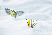 Elegant Holiday Card Bird Tit Flies Widely Spreading Its Wings To The First Delicate Yellow Flowers Crocuses Make Their Way Out From Under The White Snow