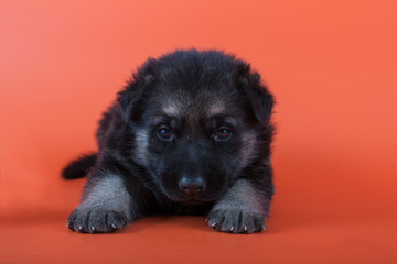 Wall Mural - Eastern European shepherd puppy on orange background