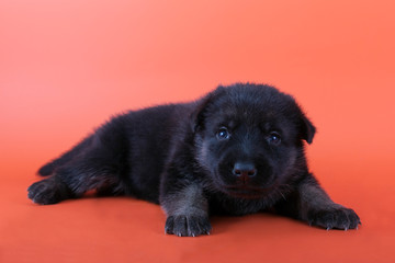 Wall Mural - Eastern European shepherd puppy on orange background