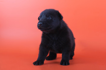 Wall Mural - Eastern European shepherd puppy on orange background