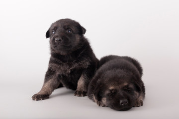 Wall Mural - Two funny puppies lie next to each other on a gray background. East European shepherd. Sleepy puppy