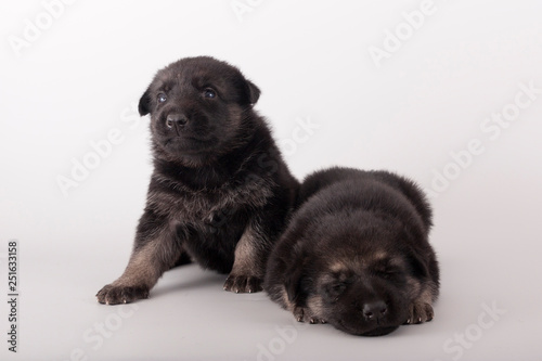 sleepy puppy comprar