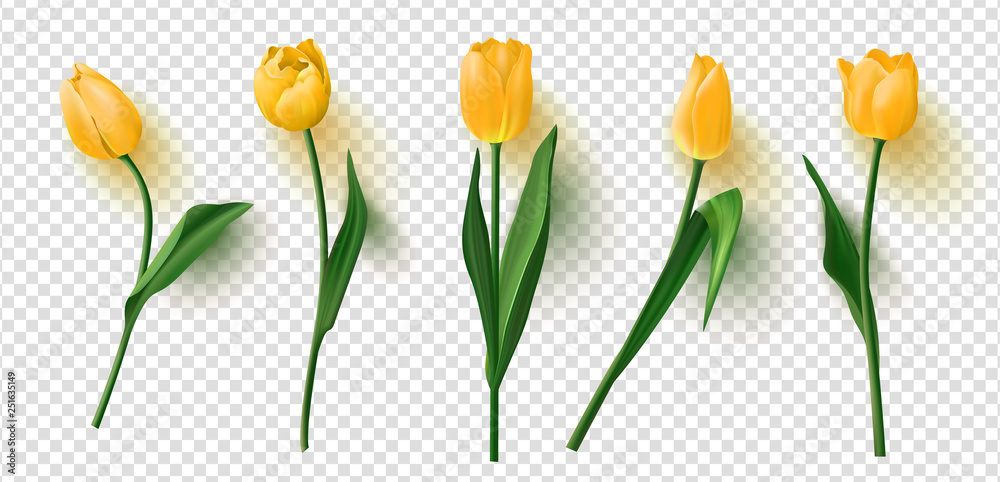 Realistic vector tulips set on transparent background.Vector illustration - obrazy, fototapety, plakaty 