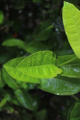 green leaves with rain drops