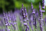 Fototapeta Lawenda - A picture from the beautiful fields of Provance during the summer and full of lavender in bloom.