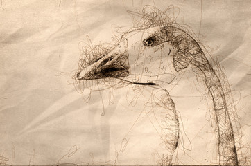 Poster - Sketch of a Close Look at the Profile of a White Goose