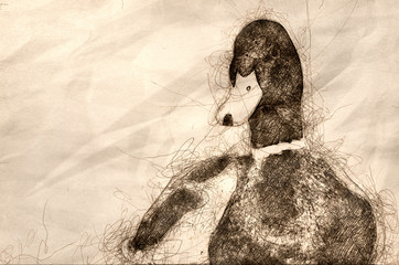 Poster - Sketch of a Mallard Duck Resting Along at the Edge of the Water