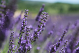 Fototapeta  - A picture from the beautiful fields of Provance during the summer and full of lavender in bloom.