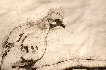 Poster - Sketch of a Mourning Dove Looking Sad