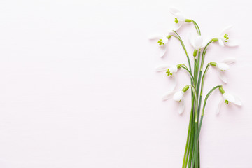  Fresh snowdrops on pink background with place for text. Spring greeting card.