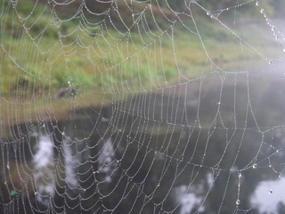 Morning Dew