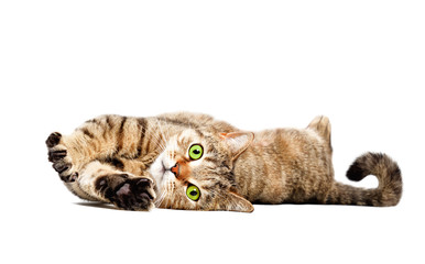 Wall Mural - Charming cat Scottish Straight lying isolated on white background