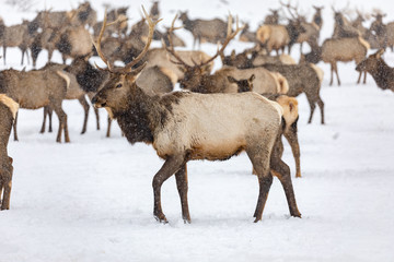 Elk gathering at the Oak Creek Wildlife Area Feeding Station in Naches, WA