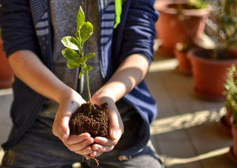 Close-up with selective focus on a lemon seedling