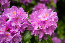 Pink Rhododendron Flowers In A Garden