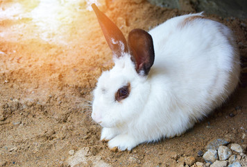 Cute white rabbit bunny with black ear sitting lying on ground in the animal pets farm