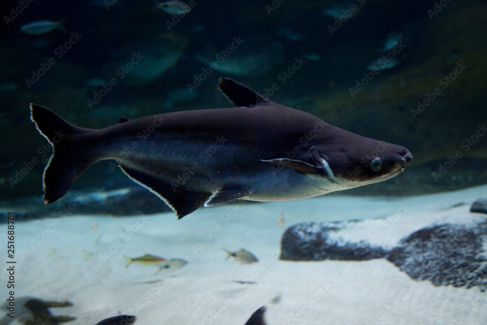Giant pangasius, paroon shark, pangasid-catfish, Chao Phraya giant ...