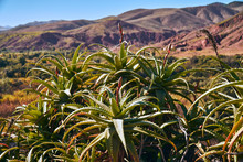 Wild Aloe Vera Plant With Mountains In The Background