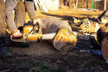 Wall Mural - A man is sawing firewood of fallen nut trees with a chainsaw at sunset under a pleasant sun