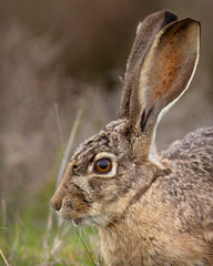 Wall Mural - Very close view of a black-tailed jackrabbit, seen in the wild near a north California marsh 