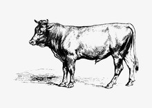 Bull Vintage Drawing
