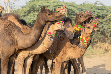 Wall Mural - Camels in desert Thar during Pushkar Camel Fair, Rajasthan, India