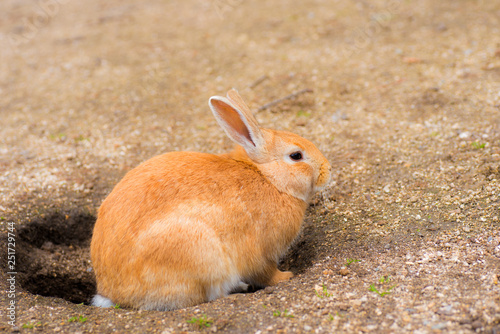 大久野島の野良うさぎ 春眠 Stock Photo Adobe Stock