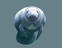 Animal Manatee On An Isolated Background