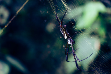 actenida spider