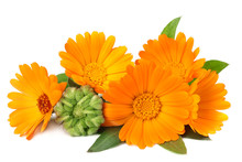 Marigold Flowers With Green Leaf Isolated On White Background. Calendula Flower.