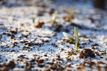 Wall Mural - First snowdrops growth in spring . Concept of spring and new life