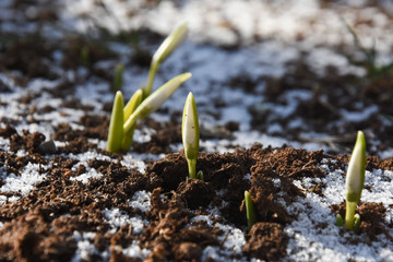 First snowdrops growth in spring . Concept of spring and new life