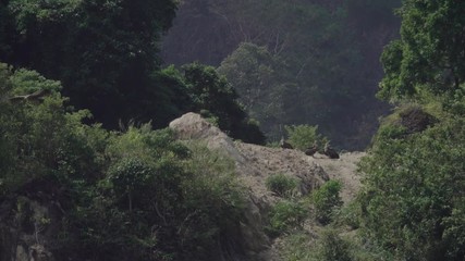 Wall Mural - huge vulture in flight in the heat of sunlight. himalayan griffon flying out from the cliff and soar